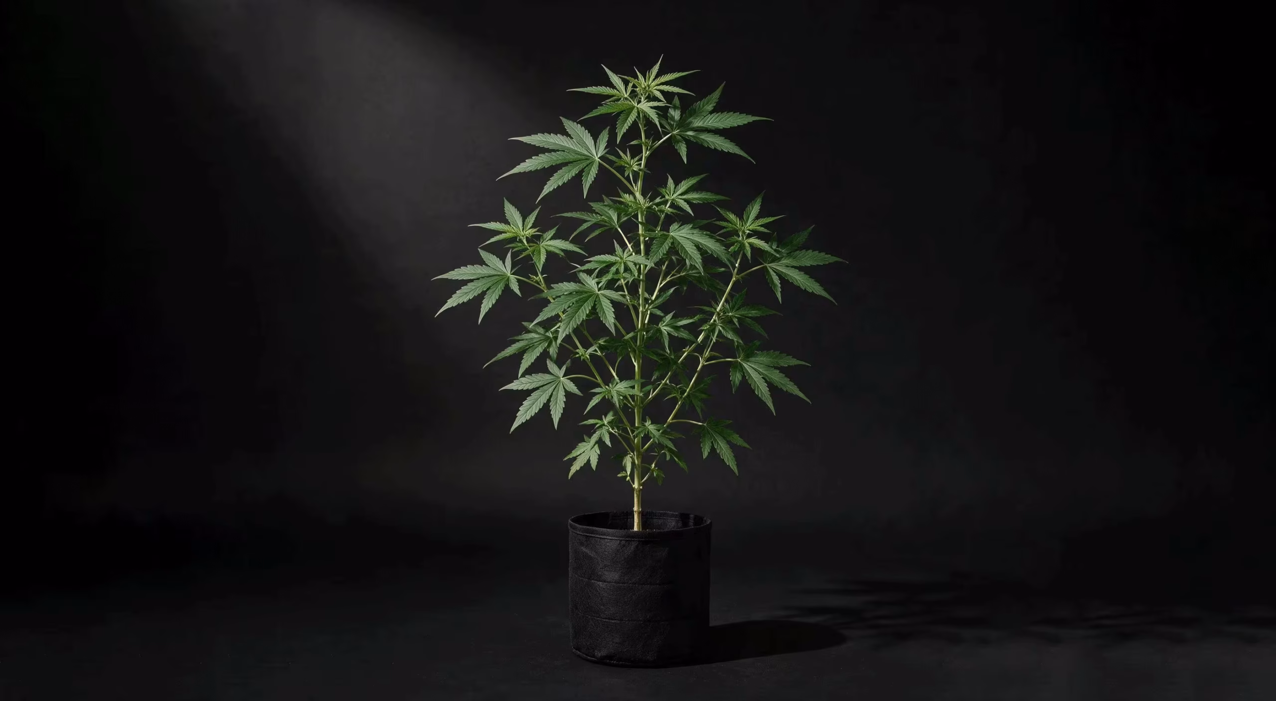 Dieselbe Cannabis-Pflanze nach dem Einsatz von Nützlingen: kräftige, tiefgrüne Blätter