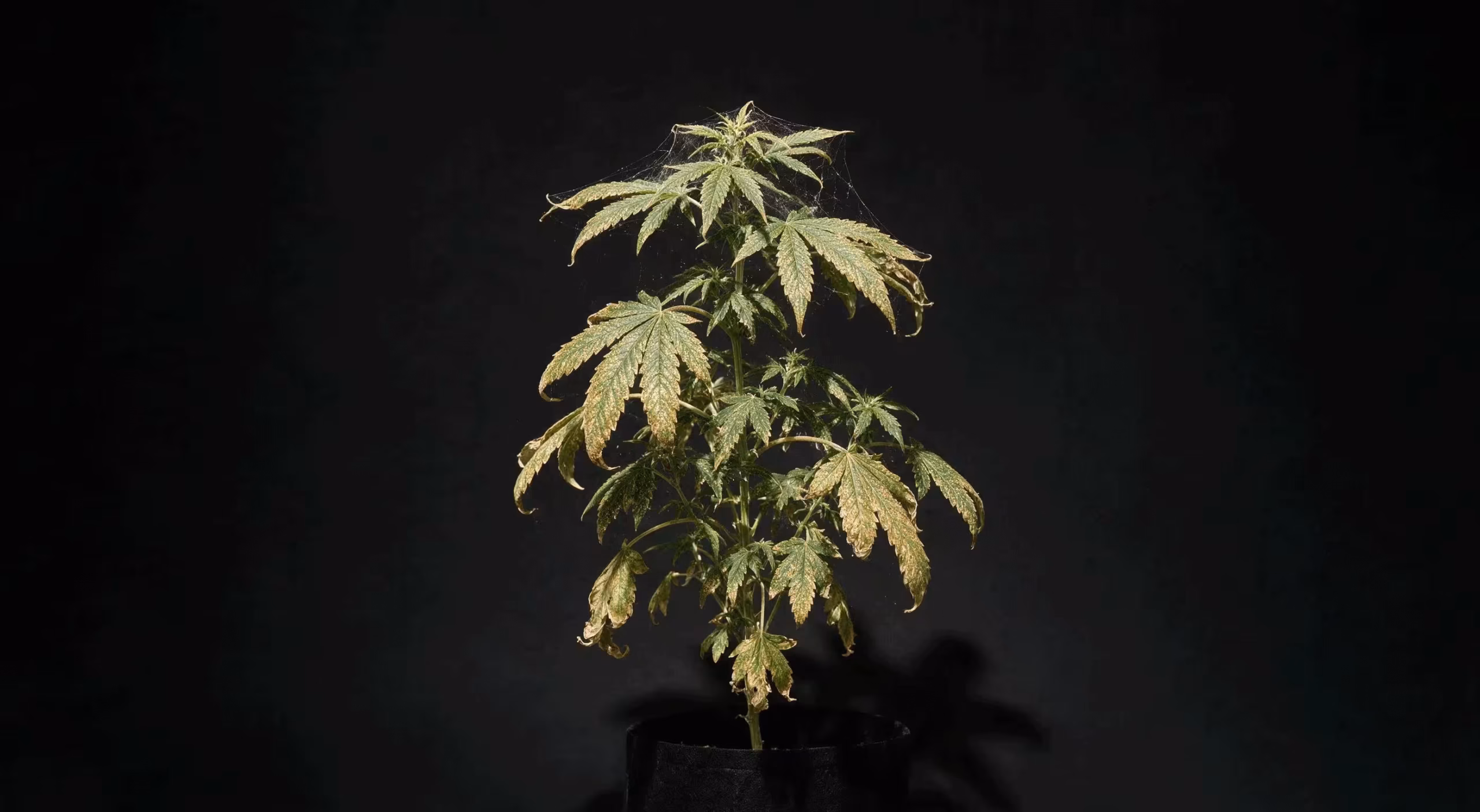 Cannabis-Pflanze mit Spinnmilbenbefall: vergilbte, eingerollte Blätter und feine Gespinste